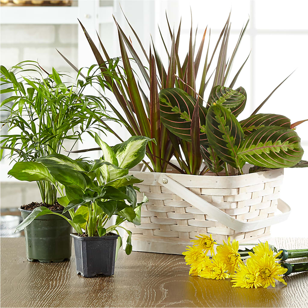 Florist Designed Blooming and Green Plants in a Basket – Colonial Flower Shop, Madison IN