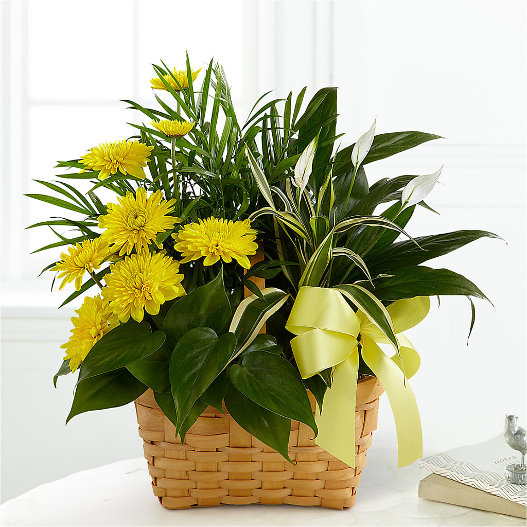 Loving Light Dishgarden – Colonial Flower Shop, Madison IN