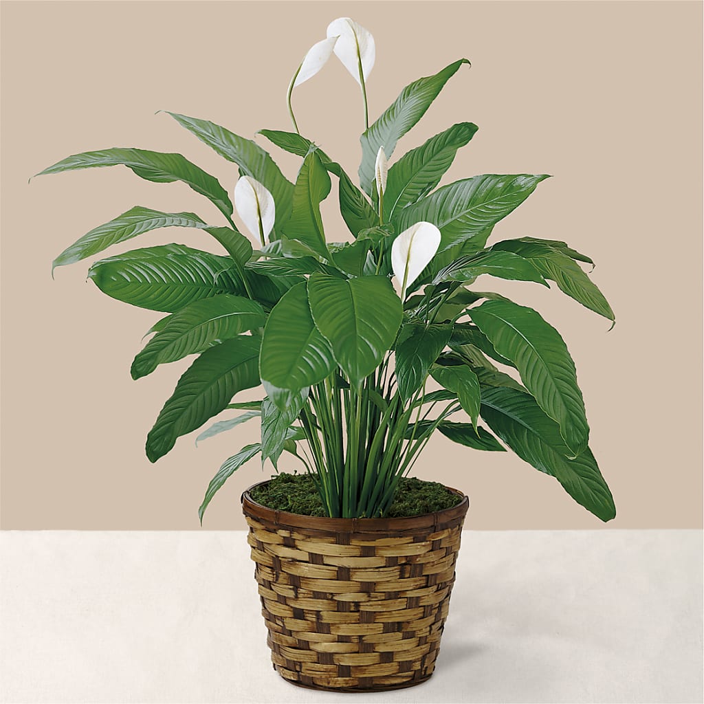 Tranquil Moments Peace Lily Plant – Colonial Flower Shop, Madison IN