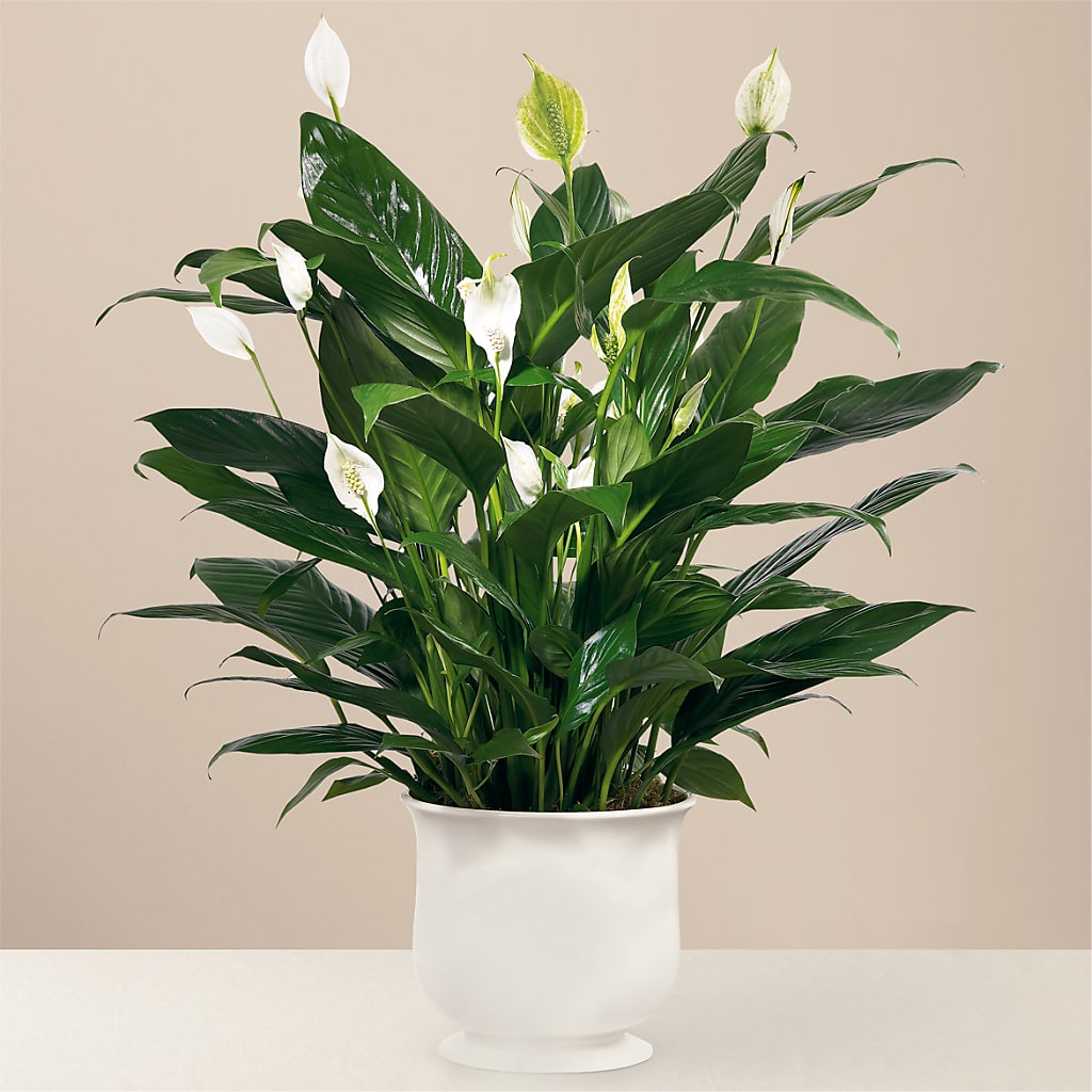 Comfort Planter – Colonial Flower Shop, Madison IN