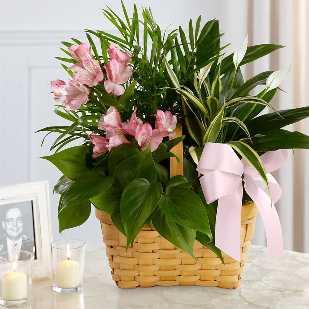 Living Spirit Dishgarden – Colonial Flower Shop, Madison IN