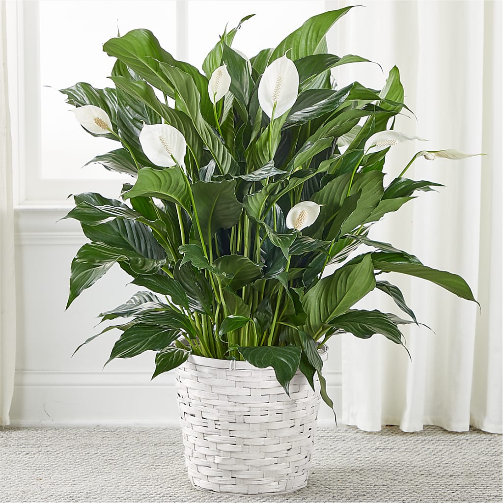 A New Leaf Peace Lily – Colonial Flower Shop, Madison IN