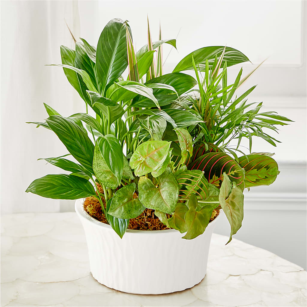 Balance & Harmony Dishgarden – Colonial Flower Shop, Madison IN