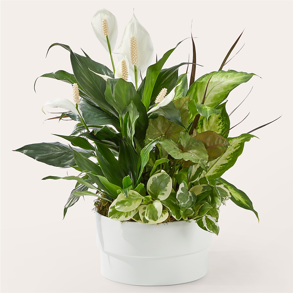 Radiating Positivity Dishgarden – Colonial Flower Shop, Madison IN