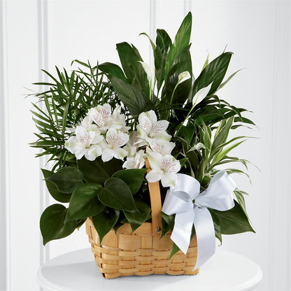 Peace & Serenity Dishgarden –  Colonial Flower Shop, Madison IN