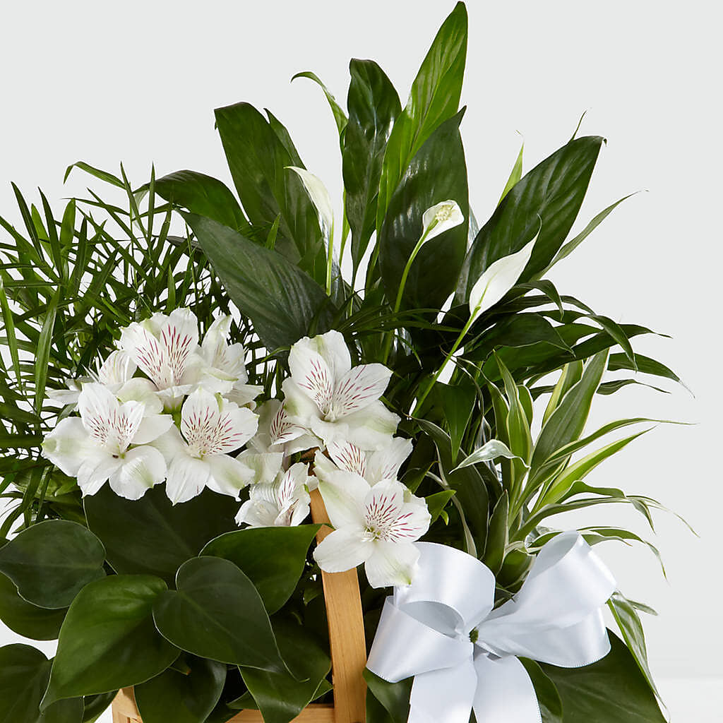 Peace & Serenity Dishgarden –  Colonial Flower Shop, Madison IN
