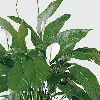 Tranquil Moments Peace Lily Plant –  Colonial Flower Shop, Madison IN