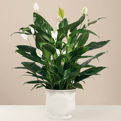 Comfort Planter –  Colonial Flower Shop, Madison IN