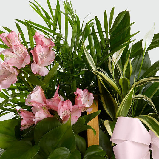 Living Spirit Dishgarden –  Colonial Flower Shop, Madison IN