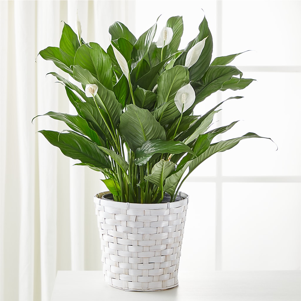 1821 peace lily A New Leaf Peace Lily – white flower arrangement | Madison, IN