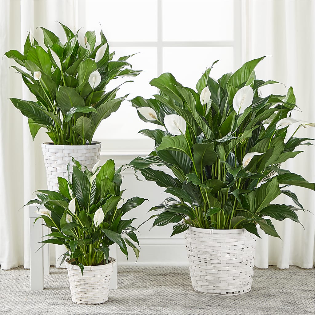 A New Leaf Peace Lily –  Colonial Flower Shop, Madison IN